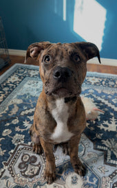 Nova 