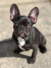 Alfie