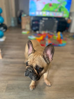 Buster