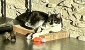 Pema