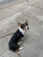 Jack 