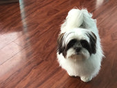 Willow