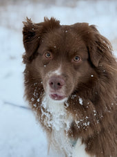 Juno