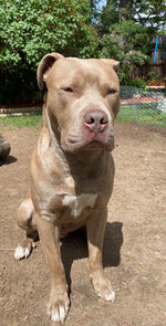 Canelo