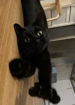 Yuki