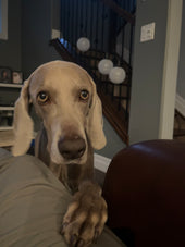 Kaia
