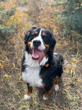 Matteo