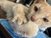 Bean