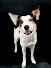 Sweet