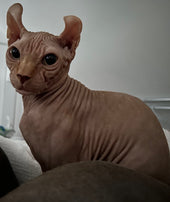 Bjorn