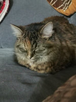Queenie