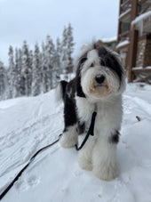 Bodie