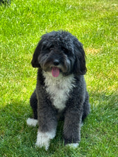 Axel