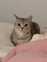 Basil