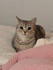 Basil