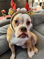 Mister Rexal Pup
