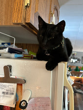 Salem