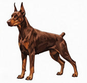 Draego