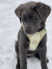 Ember