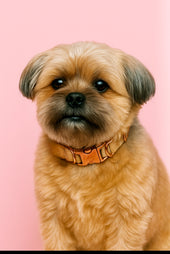 Macy
