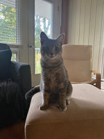 Suki
