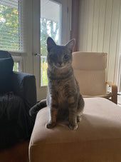 Suki