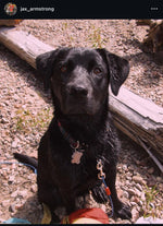 Scout