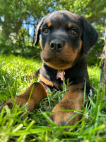 Berta