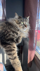 Lucifur