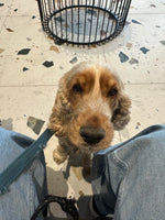 Lulu