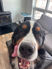 Bauer