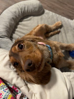 Molly