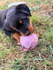 Kash