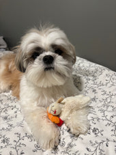 Buddy