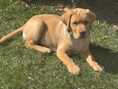 Mylo