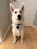 Lulu