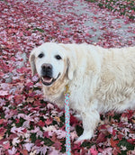 Tucker