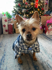 Whisky