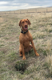Daisy
