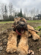 Maisy