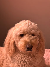Miso