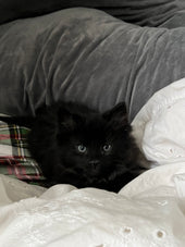 Sirius