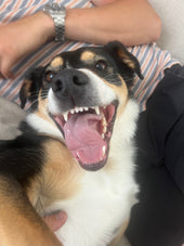 Ottis