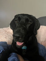 Rex
