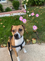 Walter