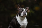 Toby