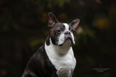 Toby