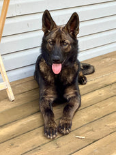 Bauer