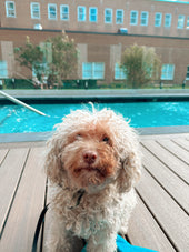 Teddy