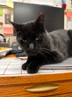 Salem